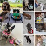 Lily Pets pasteleria y snacks para celebraciones de mascotas